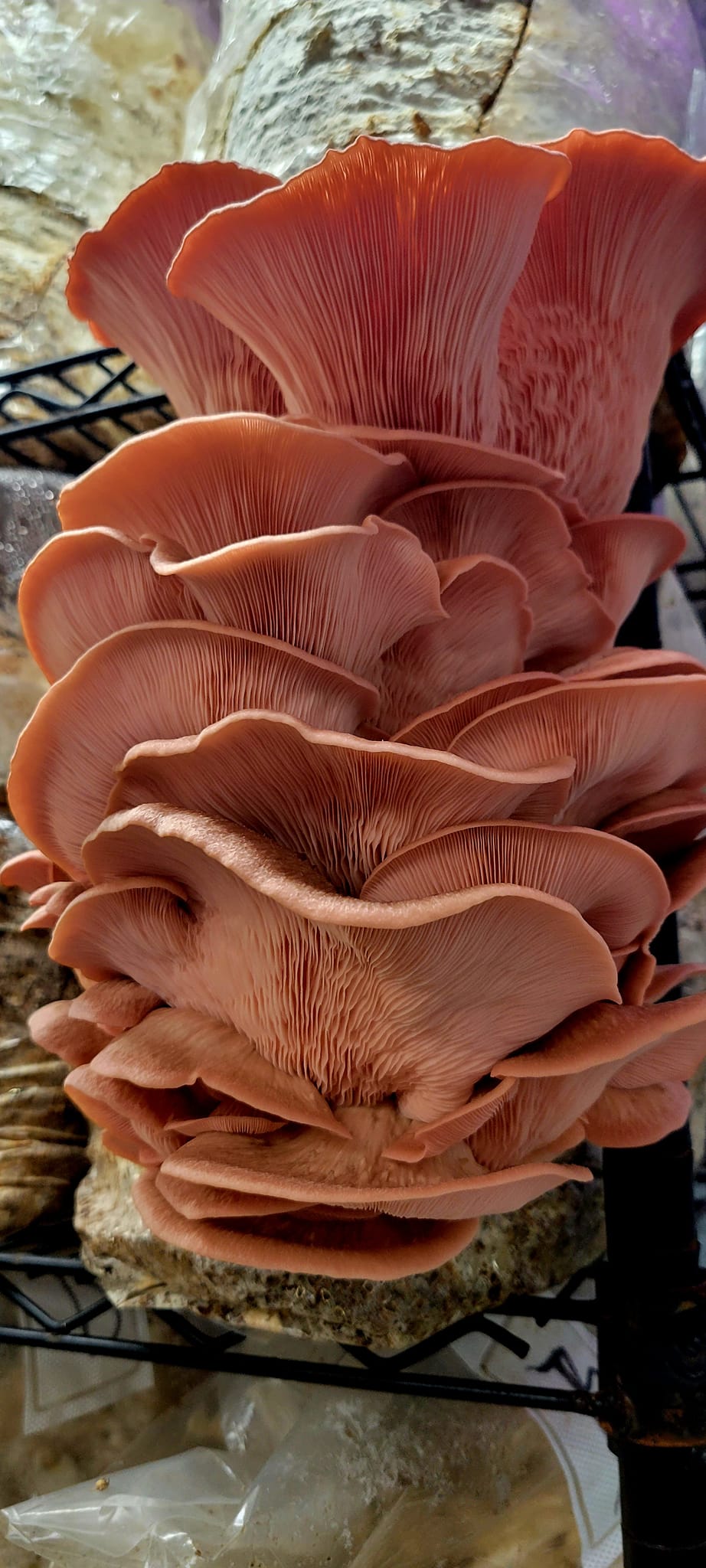 10ML Pink Oyster Mushroom Liquid Culture - Pleurotus Djamor "PDV1"
