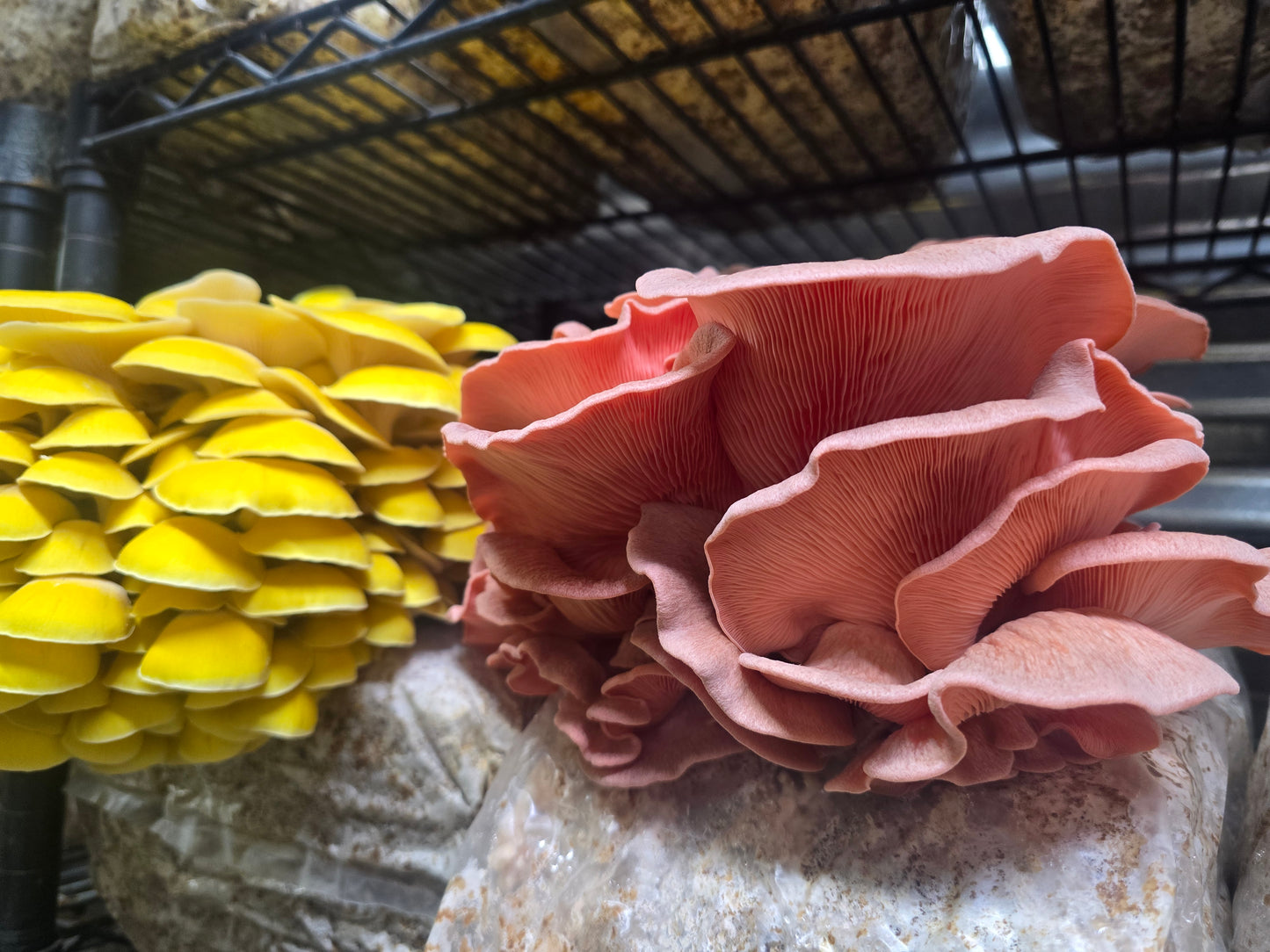 10ML Pink Oyster Mushroom Liquid Culture - Pleurotus Djamor "PDV1"