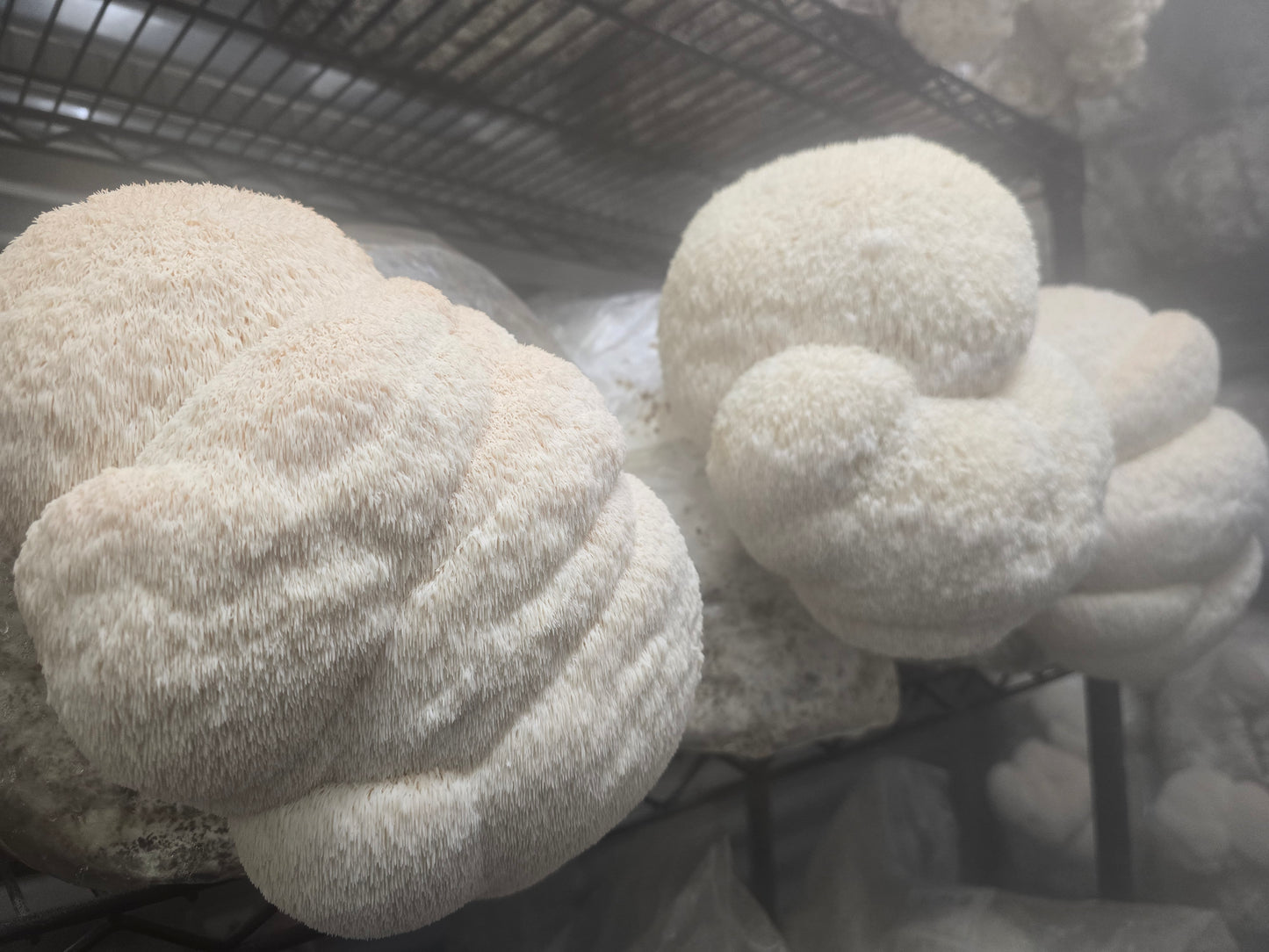 Samson Lion's Mane-Hericium erinaceus 10ml Liquid Culture