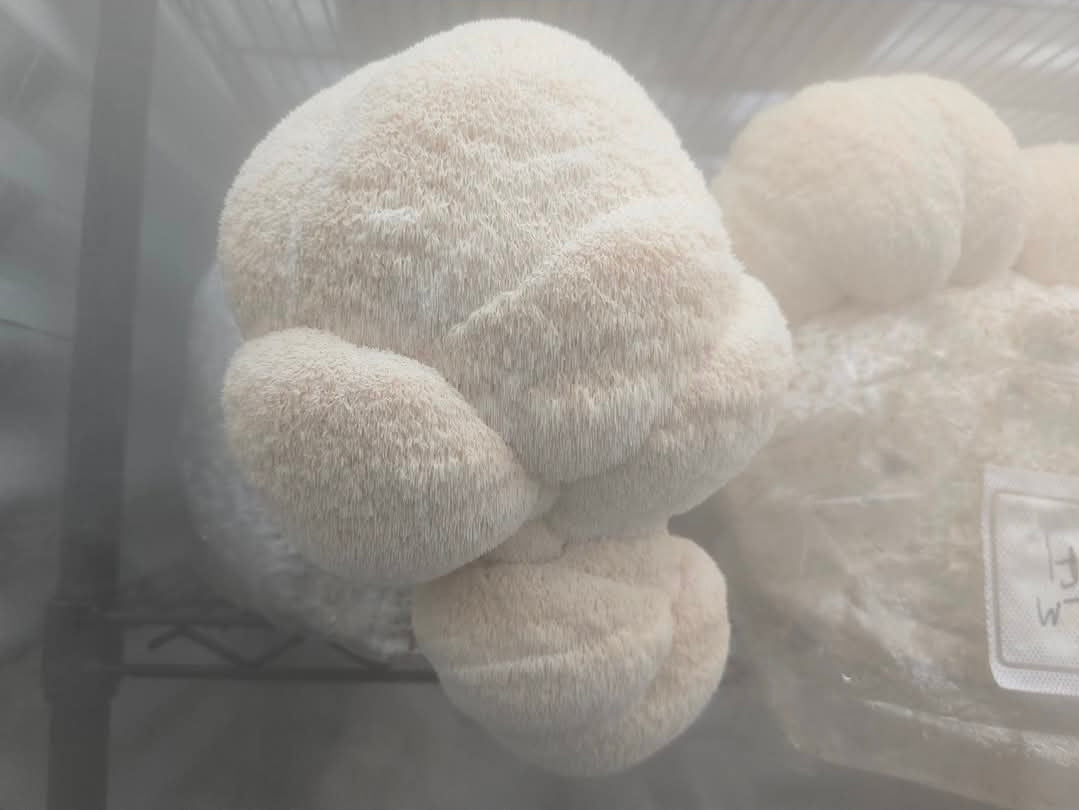 Samson Lion's Mane-Hericium erinaceus 10ml Liquid Culture