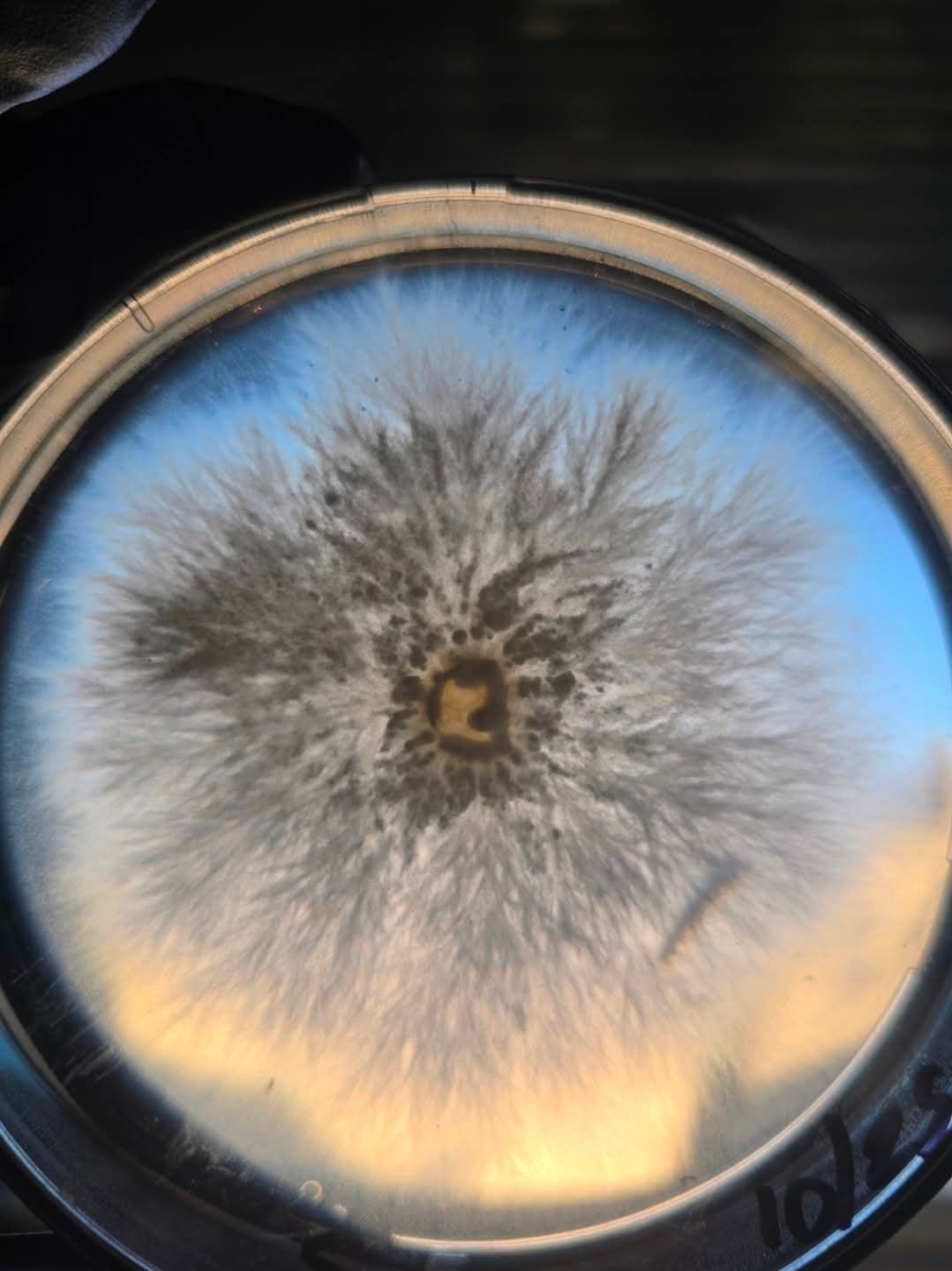 Samson Lion's Mane-Hericium erinaceus 10ml Liquid Culture