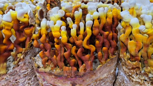 Reishi Mushroom-Ganoderma multipileum