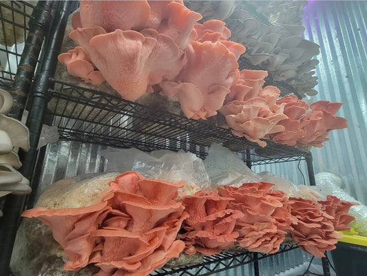 10ML Pink Oyster Mushroom Liquid Culture - Pleurotus Djamor "PDV1"