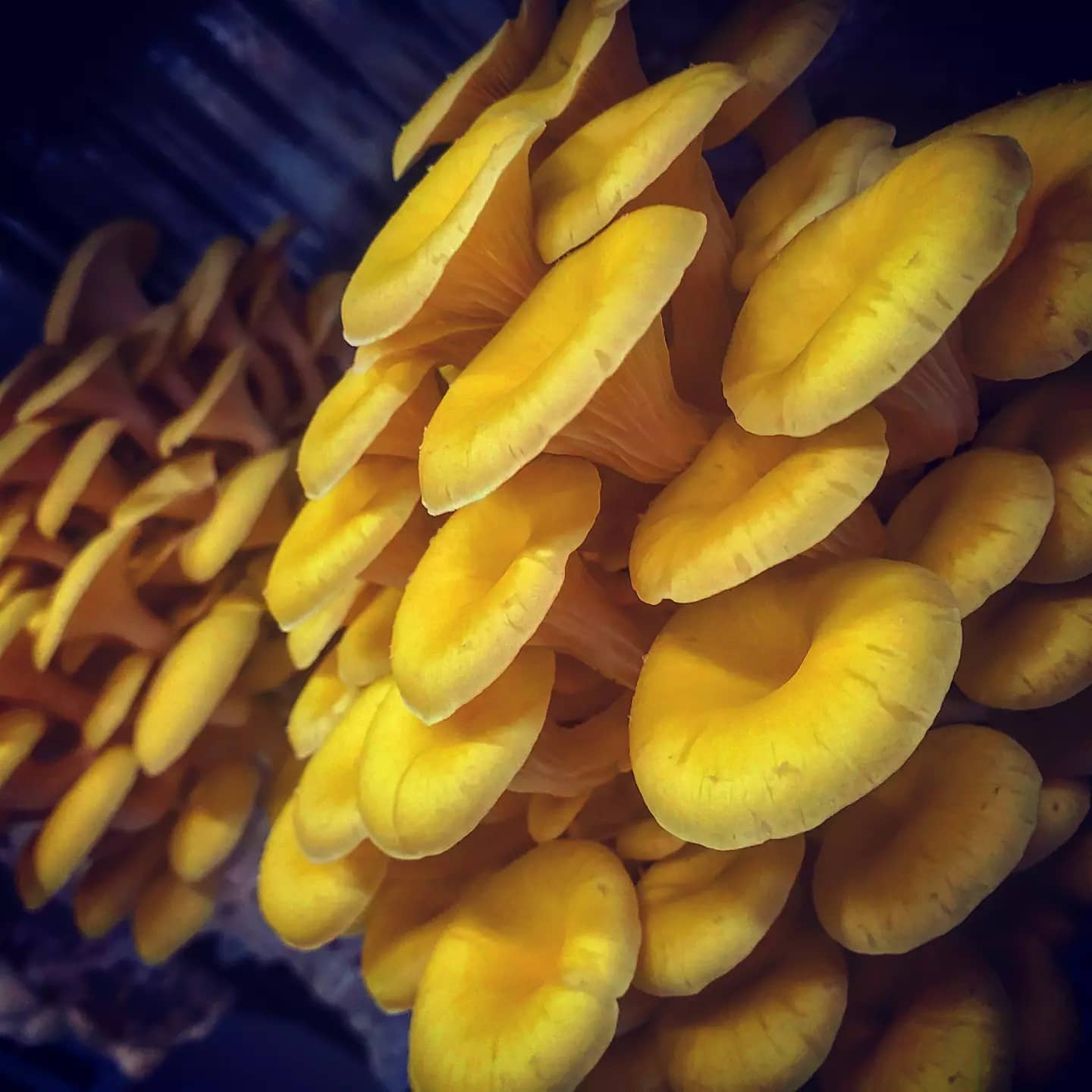 10ML Golden Oyster Liquid Culture - Pleurotus citrinopileatus "Golden Treasure"