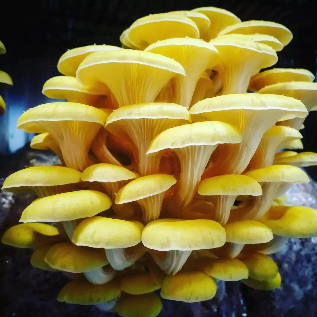10ML Golden Oyster Liquid Culture - Pleurotus citrinopileatus "Golden Treasure"