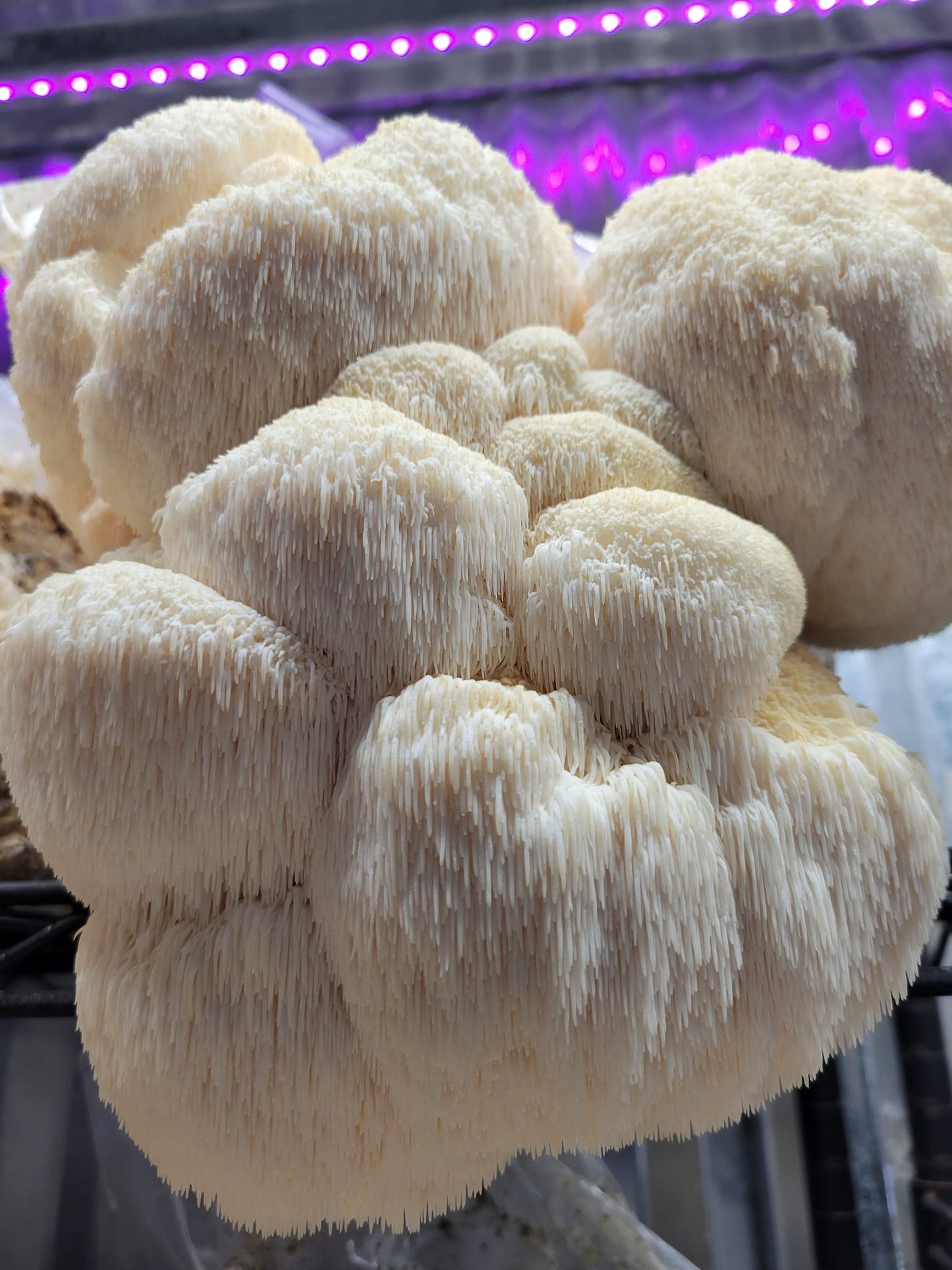 Lions Mane Mushroom Grow Kit