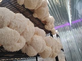 Lions Mane Mushroom Grow Kit