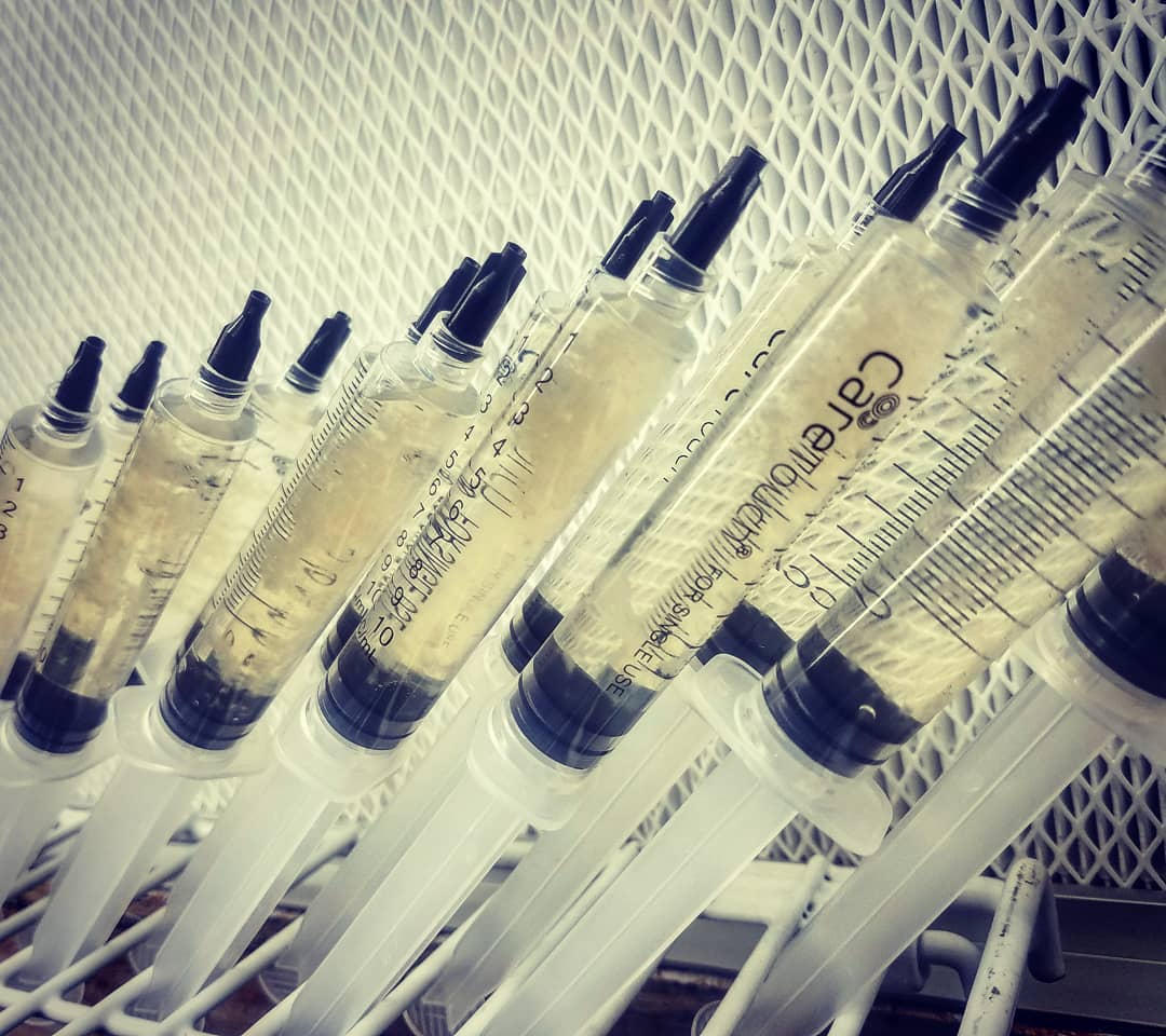 10ML Bearshead Liquid Culture - Hericium americanum "HAST1"