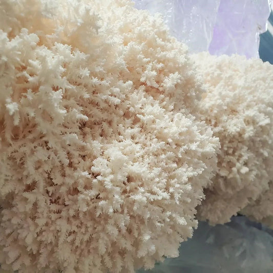 10ML Coral Tooth Liquid Culture - Hericium coralloides "CTV1"