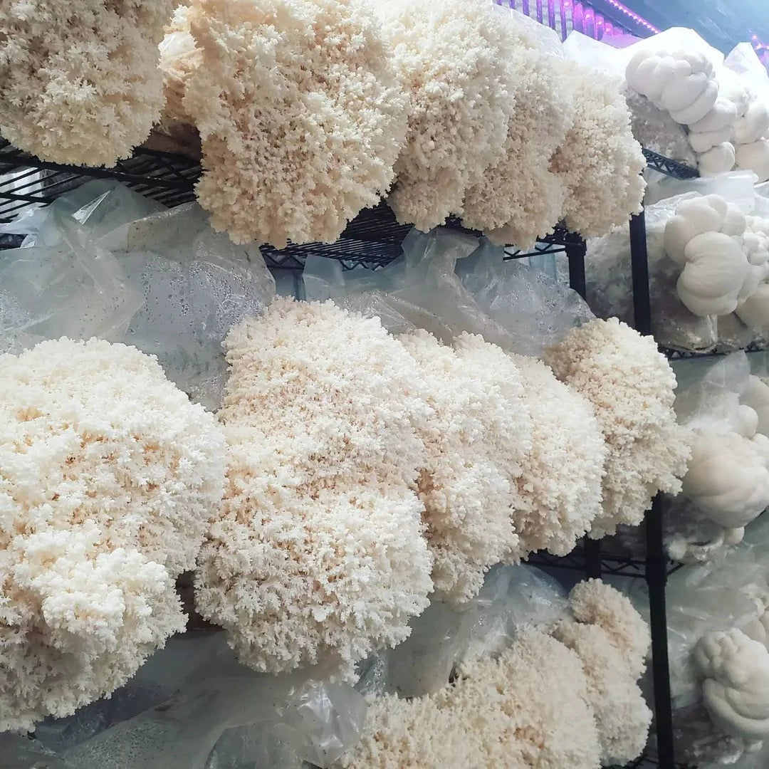 10ML Coral Tooth Liquid Culture - Hericium coralloides "CTV1"
