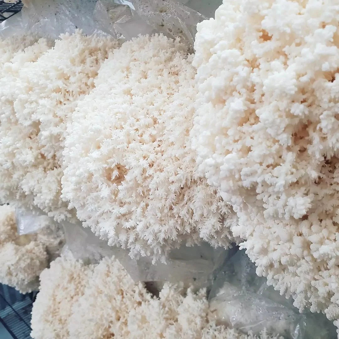 10ML Coral Tooth Liquid Culture - Hericium coralloides "CTV1"