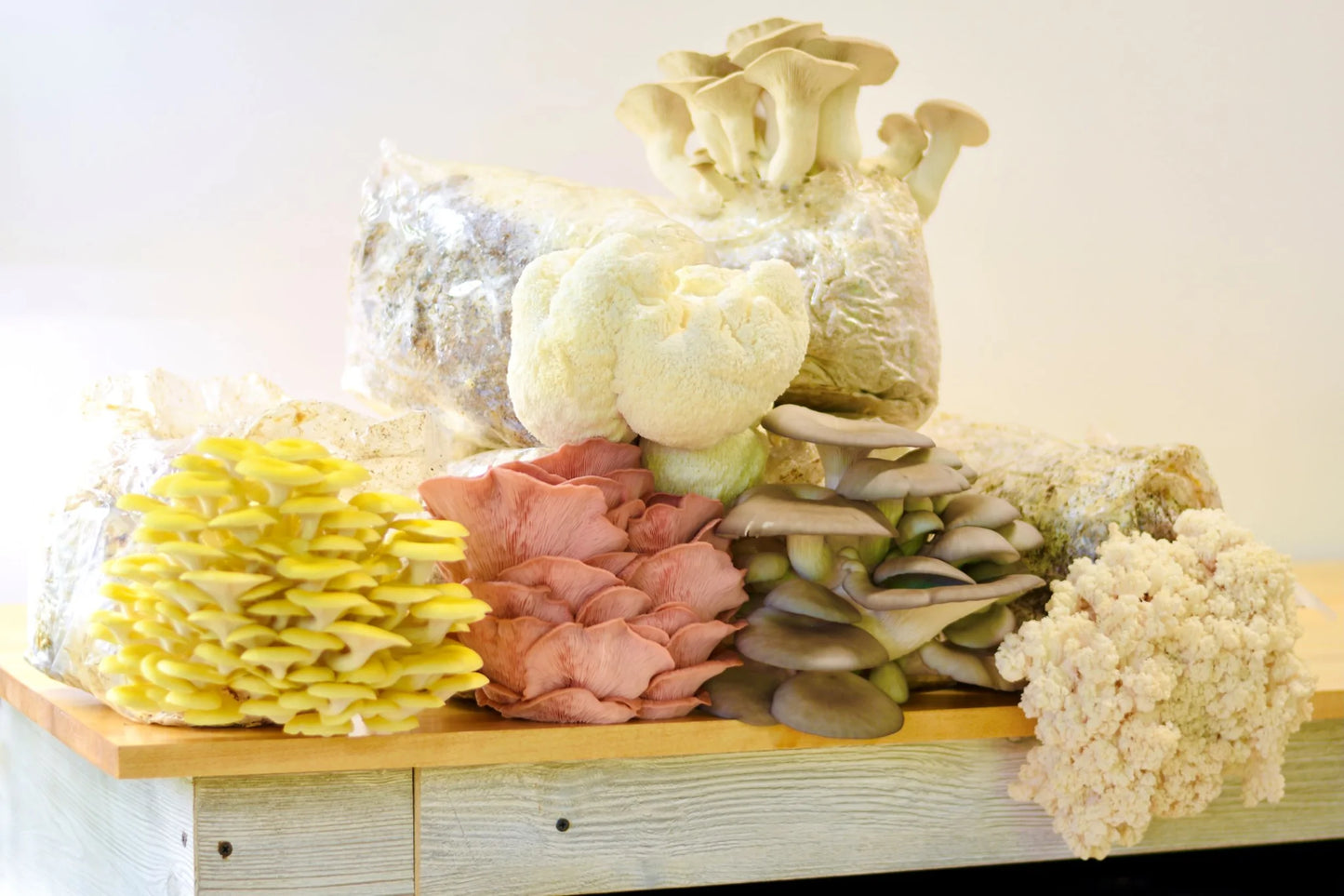 Mushroom Grow Kit Subscription