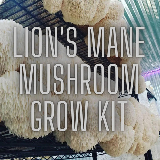 Lions Mane Mushroom Grow Kit