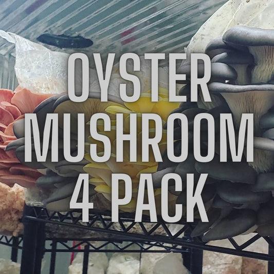 Oyster Mushroom 4 Culture Variety Pack