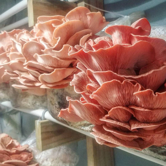 10ML Pink Oyster Mushroom Liquid Culture - Pleurotus Djamor "PDV1"